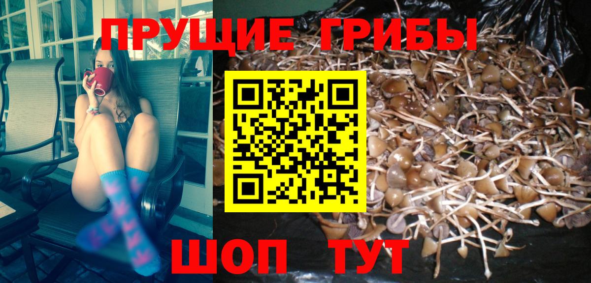 Галлюциногенные грибы Psilocybe Владикавказ